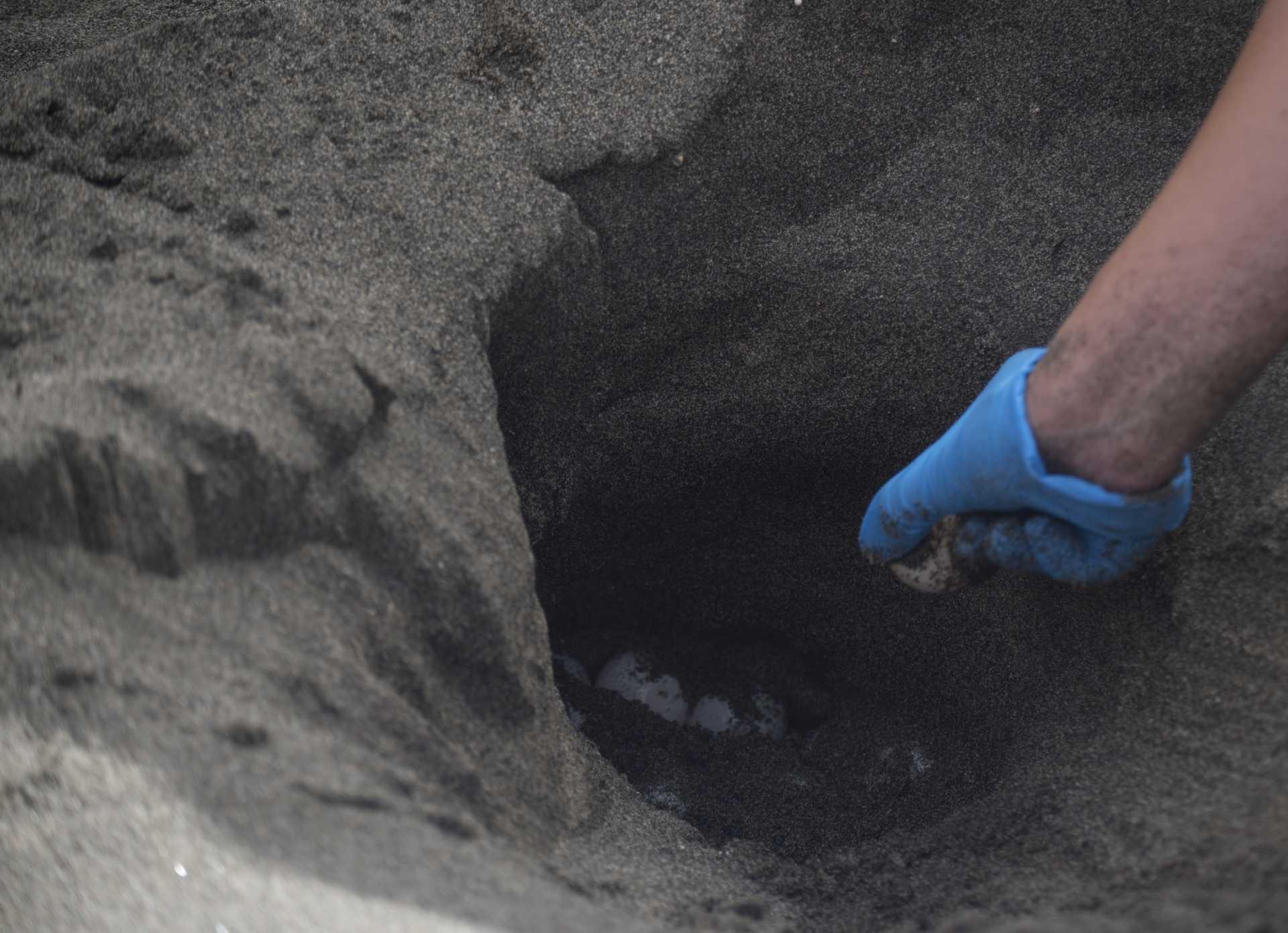 Una tartaruga marina deposita le sue uova a Ostia